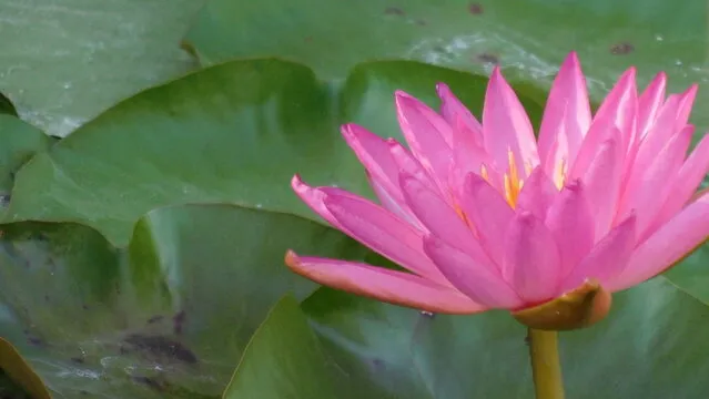 澳洲幸运十走势图